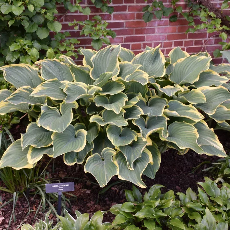 hosta-sagae HOSTA SAGAE
