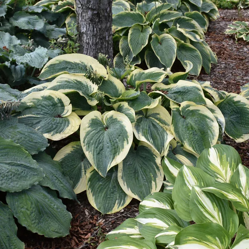 hosta-terms-endearment HOSTA TERMS OF ENDEARMENT
