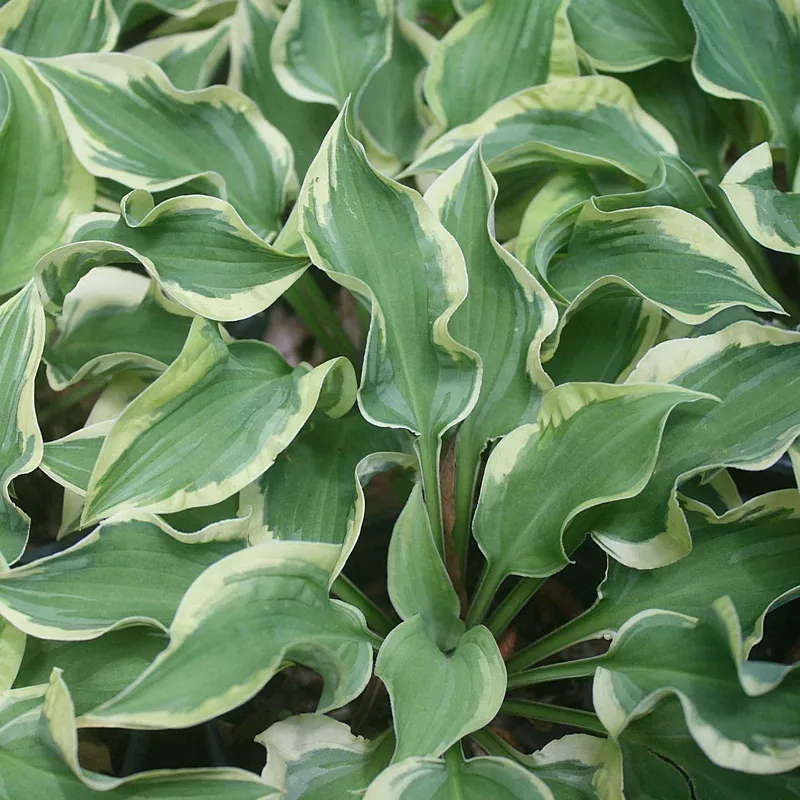 hosta-winkle-in-time-plantain-lily Hosta ‘Winkle in Time’ Plantain Lily