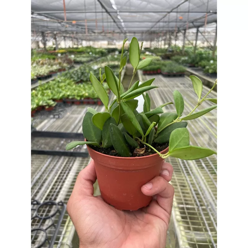 hoya-chouke Hoya Chouke
