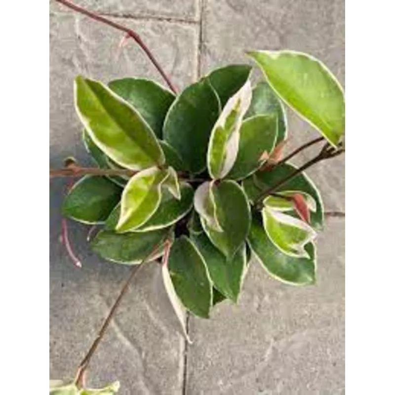 hoya-krimson-queen Hoya Krimson Queen