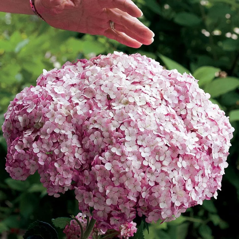 hydrangea-incrediball-blush-smooth-hydrangea Hydrangea Incrediball Blush Smooth Hydrangea