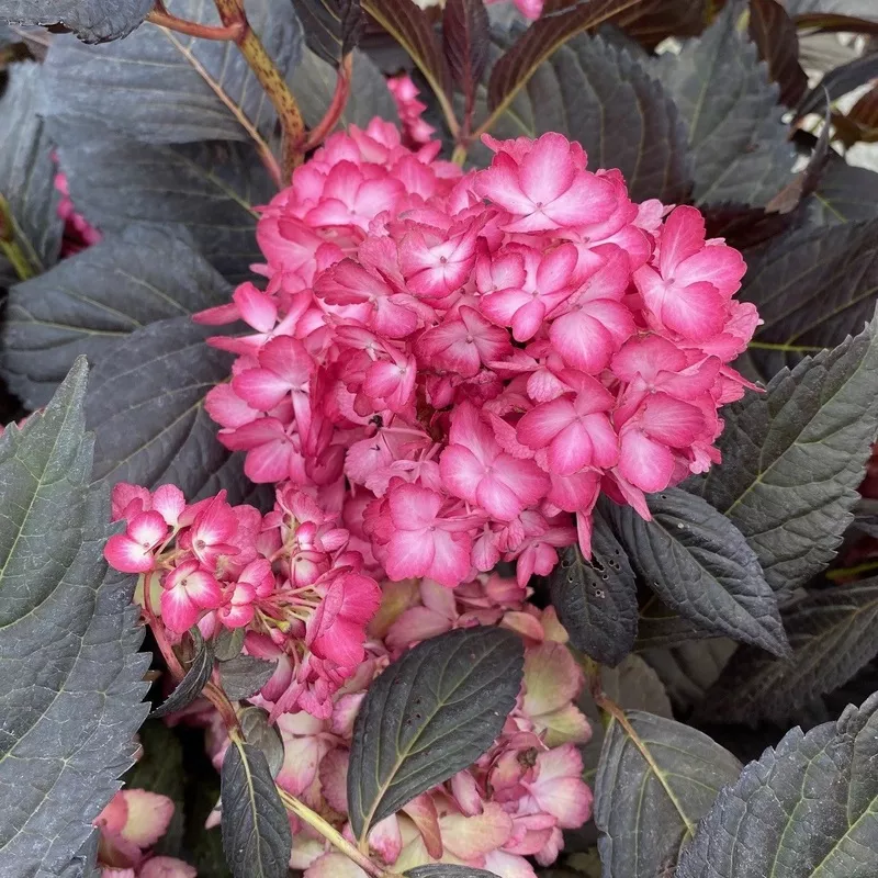 hydrangea-mac-eclipse-3 Hydrangea mac Eclipse #3