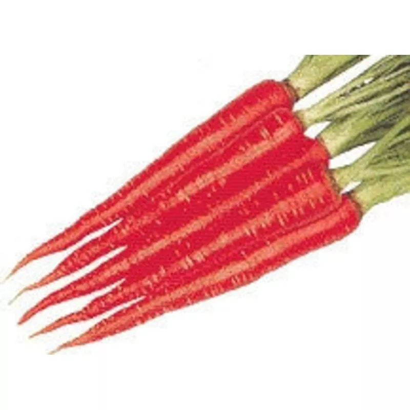 ideal-red-carrot-daucus-carrota-50-seeds Ideal Red Carrot – Daucus Carrota – 50 Seeds