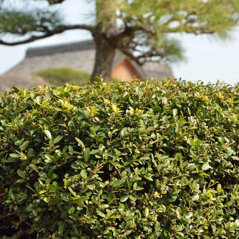 ilex-x-crenata-ruthol10-monrovia-emerald-boxer-holly Ilex x crenata ‘RutHol10’ ~ Monrovia Emerald Boxer Holly