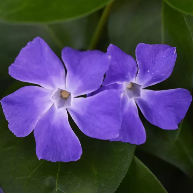 illumination-periwinkle Illumination Periwinkle