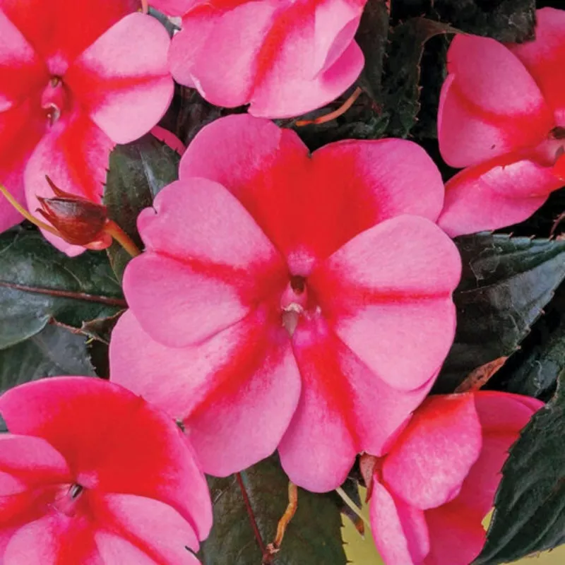 impatiens-sunpatiens-compact-red-candy Impatiens SUNPATIENS Compact Red Candy