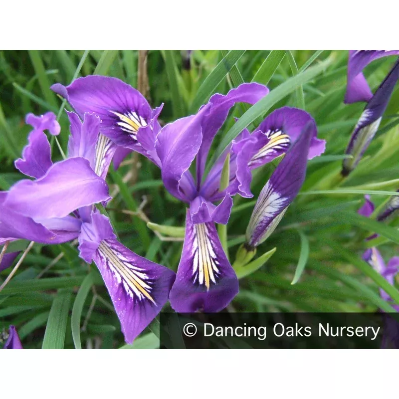 iris-tenax-oregon-iris-or-tough-leaf-iris Iris tenax Oregon Iris or Tough-Leaf Iris