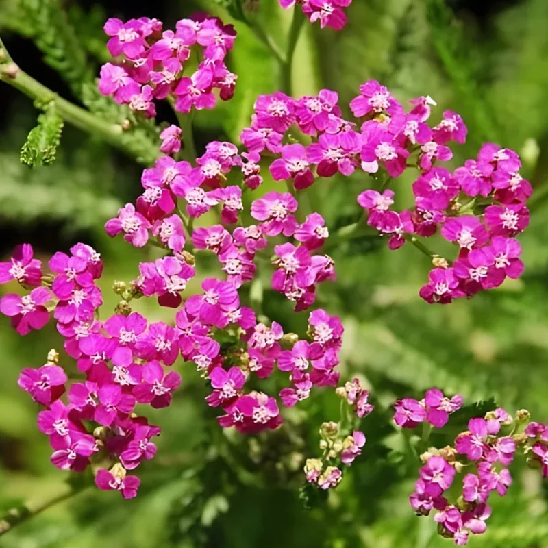 island-pink-yarrow Island Pink Yarrow