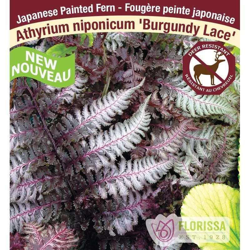 japanese-painted-fern-burgundy-lace-1-pack Japanese Painted Fern – Burgundy Lace, 1 Pack
