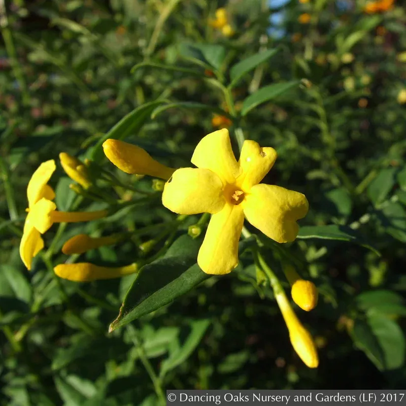 jasminum-humile-revolutum-italian-jasmine Jasminum humile ‘Revolutum’ Italian Jasmine