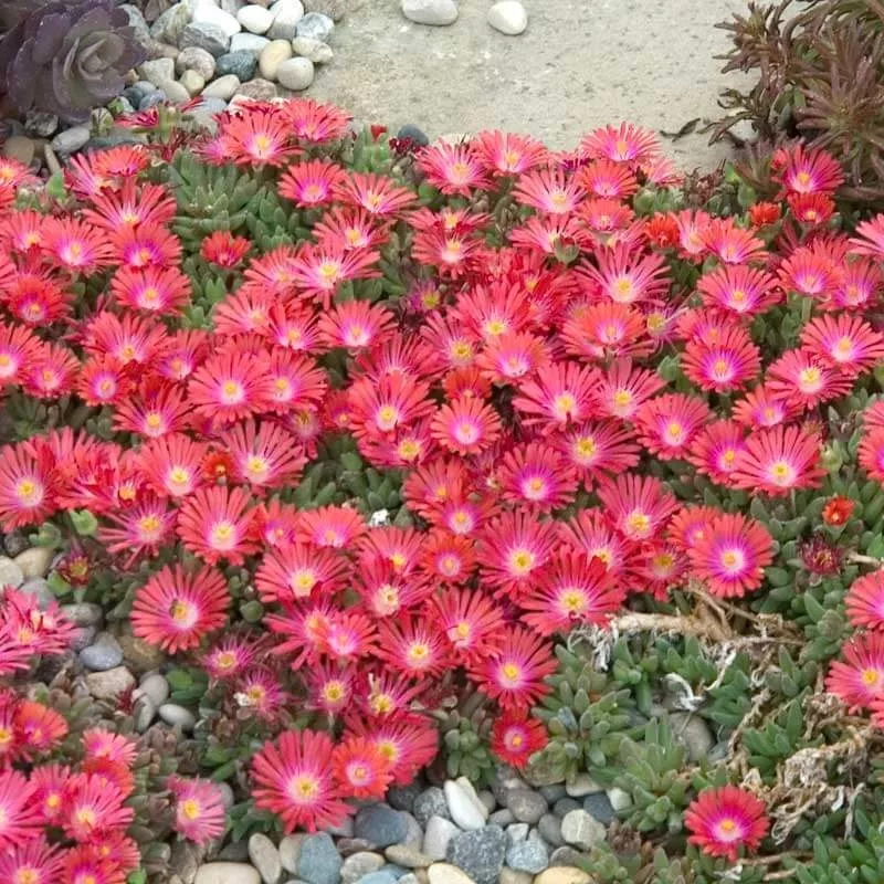 jewel-desert-ruby-ice-plant ‘Jewel Of Desert Ruby’ Ice Plant