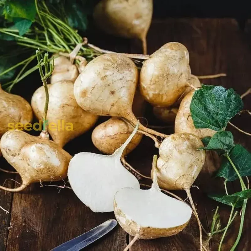 jicama-vegetable-seeds-planting Jicama Vegetable Seeds for Planting