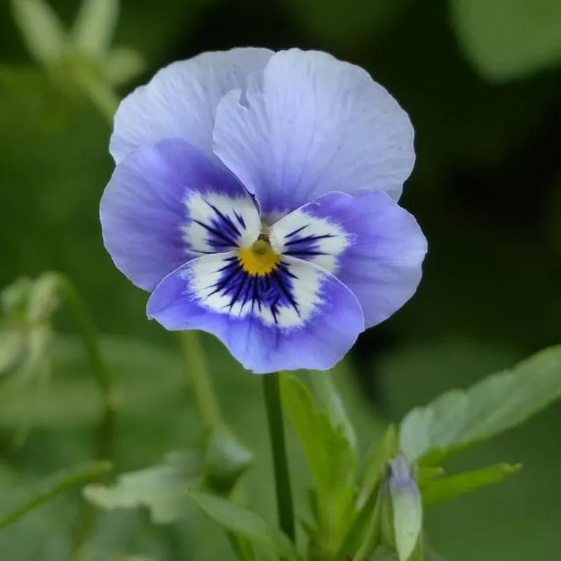 joker-light-blue-pansy-seeds-planting-flower-pots-cool-climates Joker Light Blue Pansy Seeds for Planting Flower Pots Cool Climates