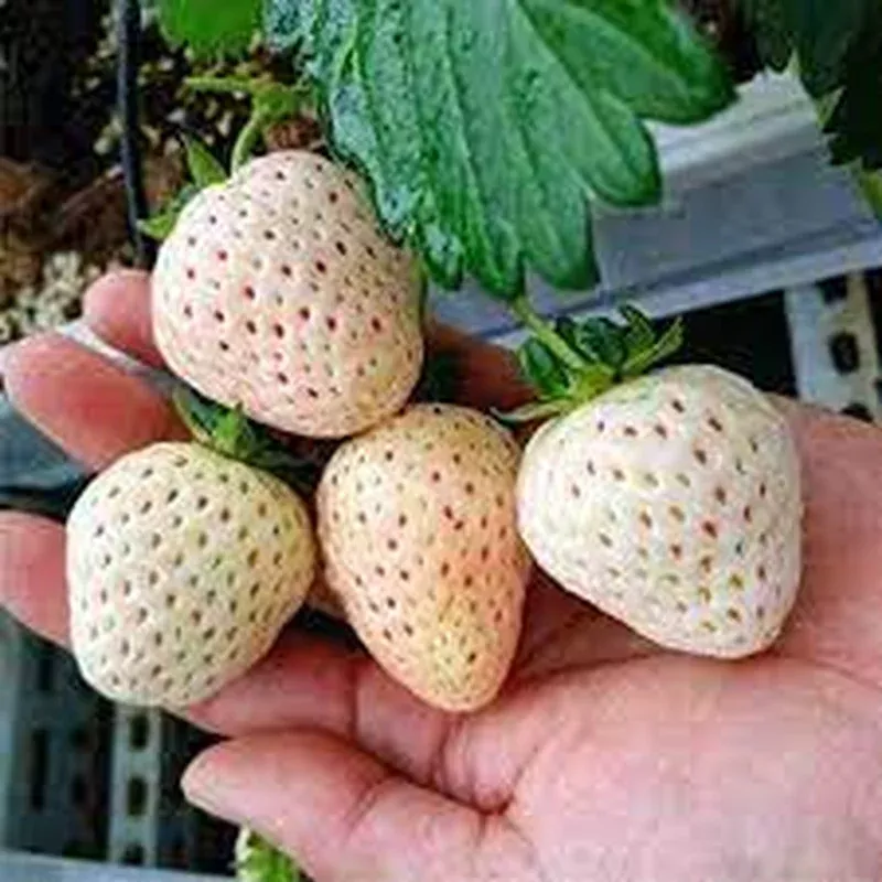 juicy-strawberry-seeds-planting Juicy Strawberry Seeds for Planting