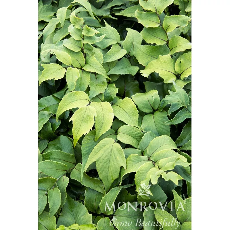 jurassic-stegosaurus-holly-fern-monrovia Jurassic Stegosaurus Holly Fern – Monrovia