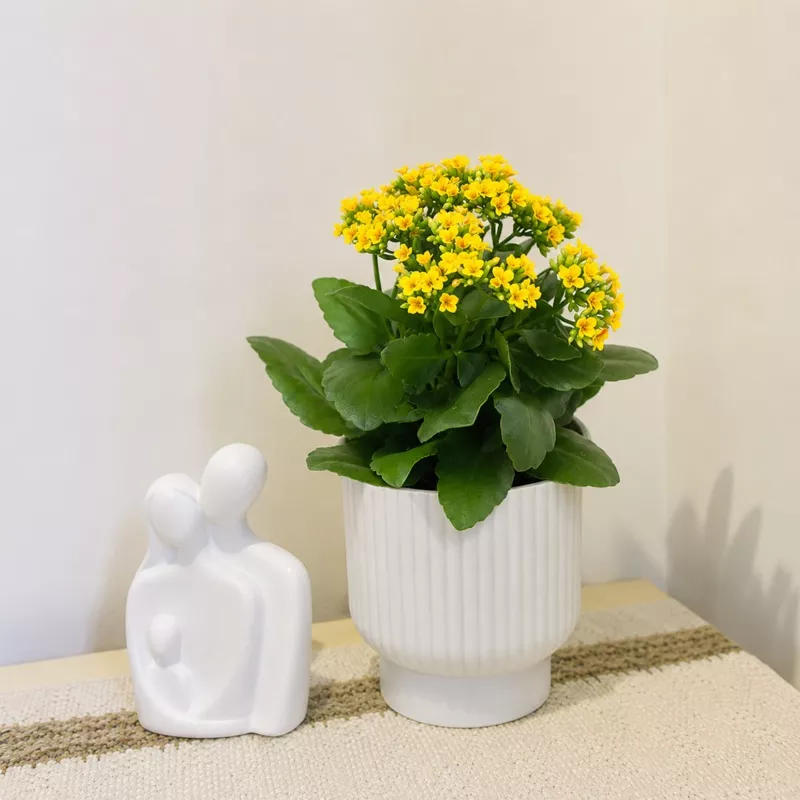 Kalanchoe blossfeldiana ‘Calandiva Yellow’