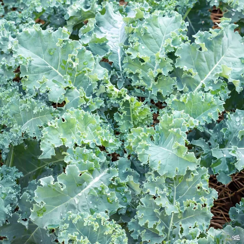 kale-blue-ridge Kale ‘Blue Ridge’