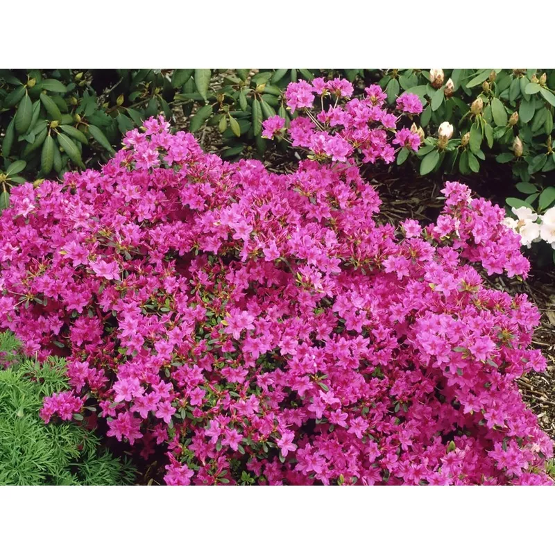 karen-azalea-3-gallon-potted-shrub ‘Karen’ Azalea – 3 Gallon Potted Shrub