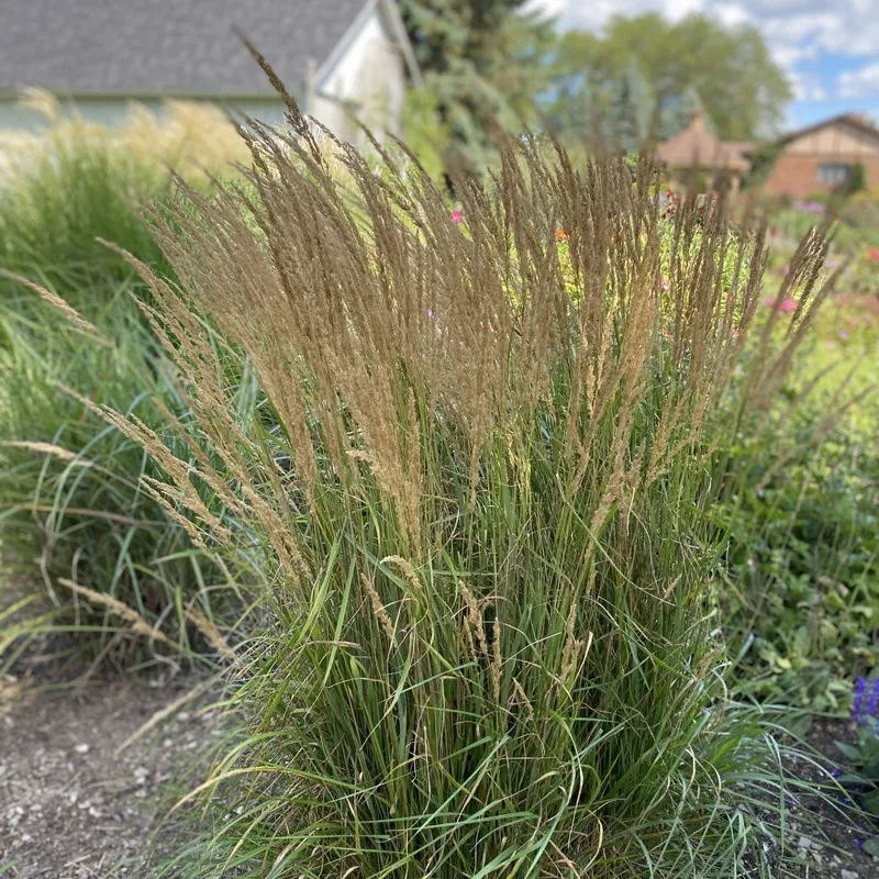 karl-foerster-feather-reed-grass-calamagrostis ‘Karl Foerster’ Feather Reed Grass (Calamagrostis)