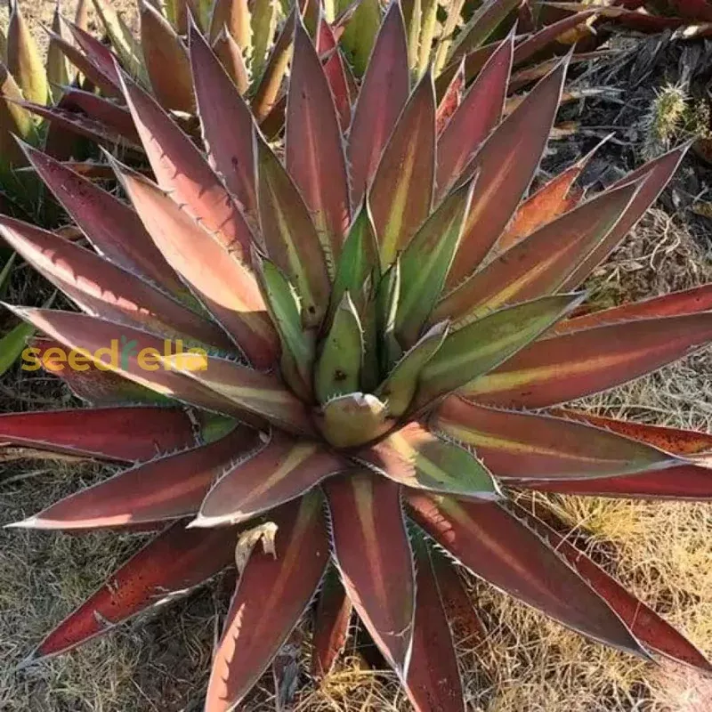 Kerchovei Agave Seeds for Planting