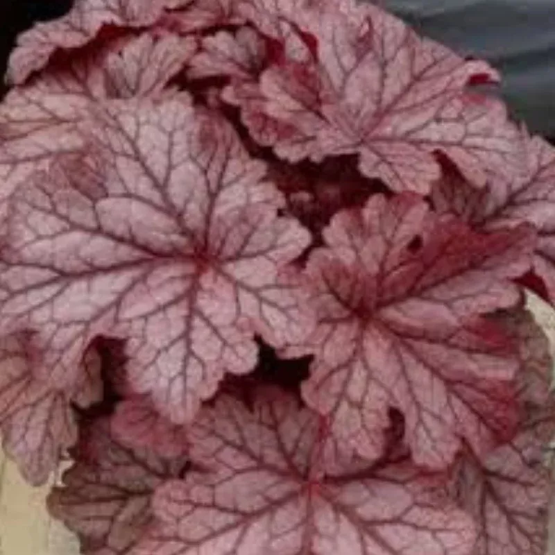 kira-jersey-heuchera Kira Jersey Heuchera