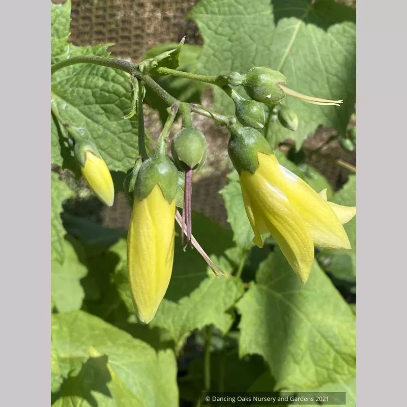kirengeshoma-palmata-yellow-waxy-bells Kirengeshoma palmata Yellow Waxy Bells