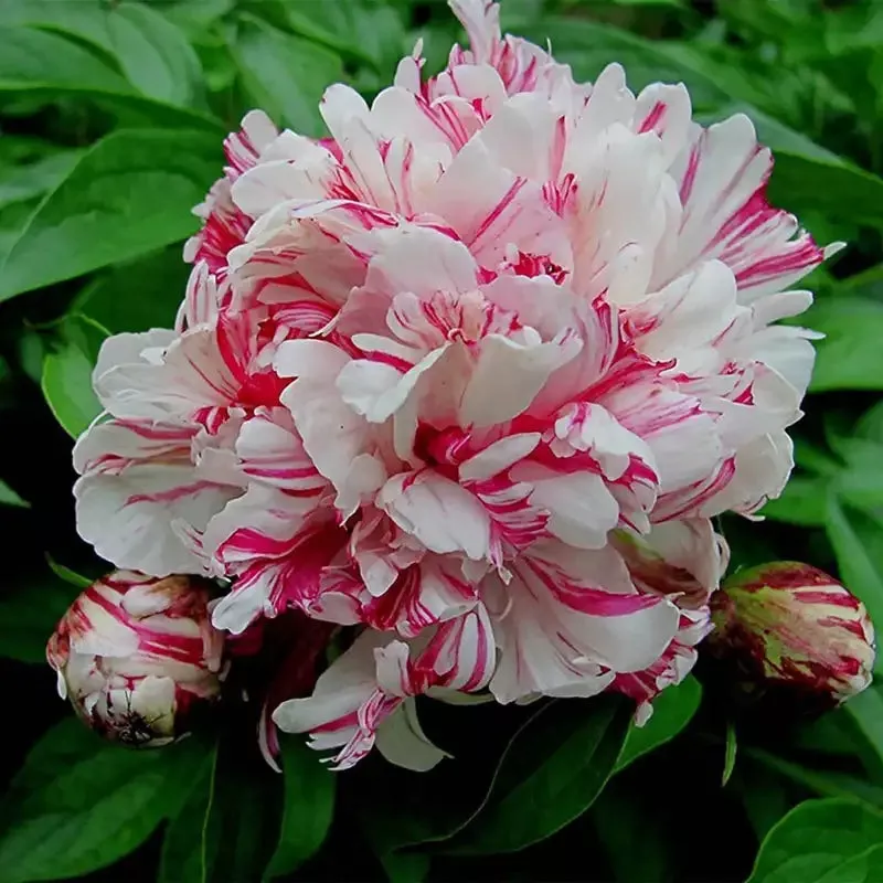 kirinmaru-peony-plant Kirinmaru Peony Plant