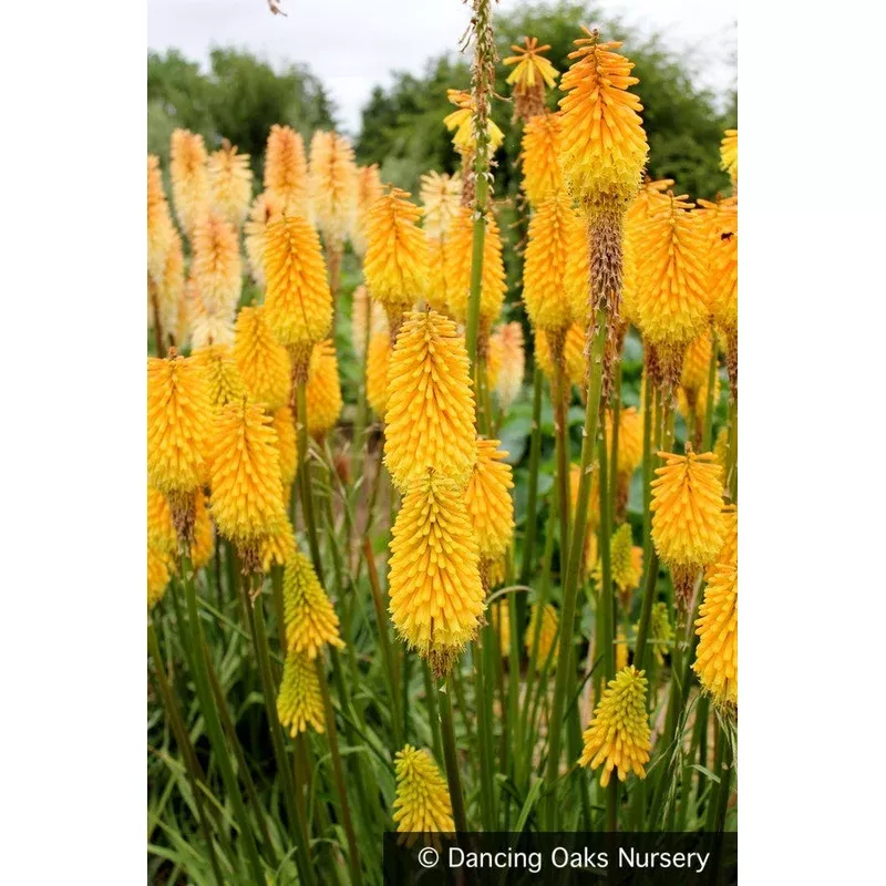 kniphofia-knicky-torch-lily Kniphofia ‘Knicky’ Torch Lily
