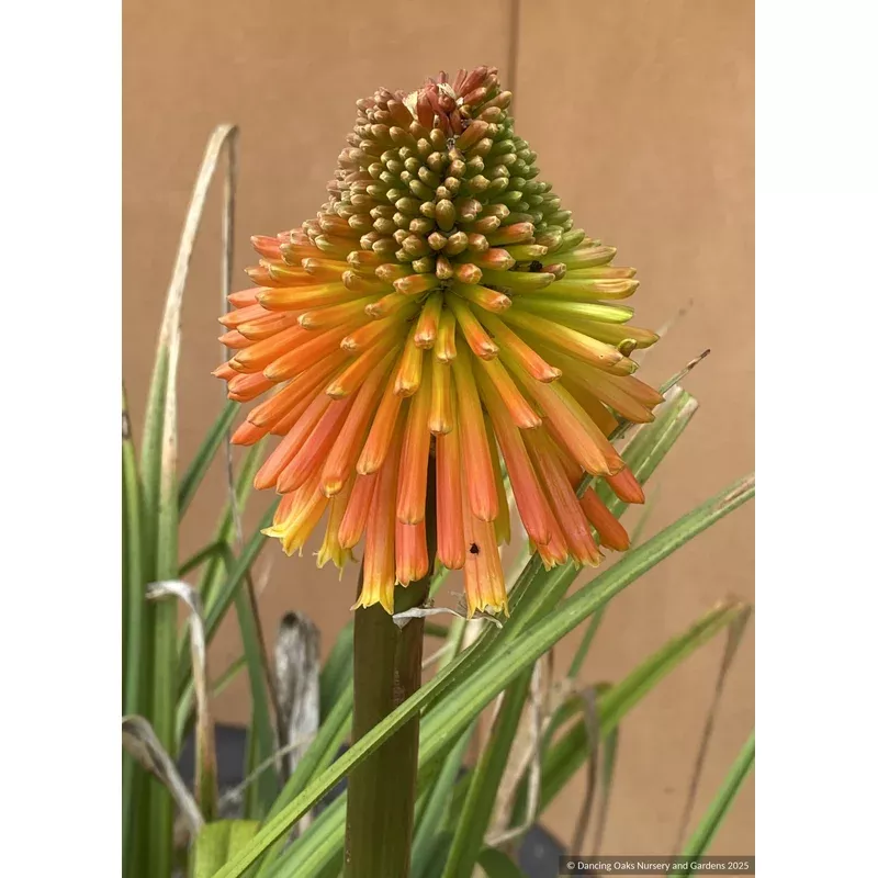 kniphofia-rooperi-late-summer-torch-lily Kniphofia rooperi Late Summer Torch Lily