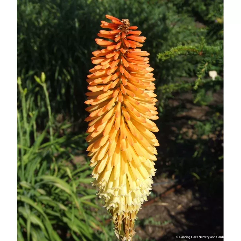 kniphofia-tawny-king-torch-lily Kniphofia ‘Tawny King’ Torch Lily