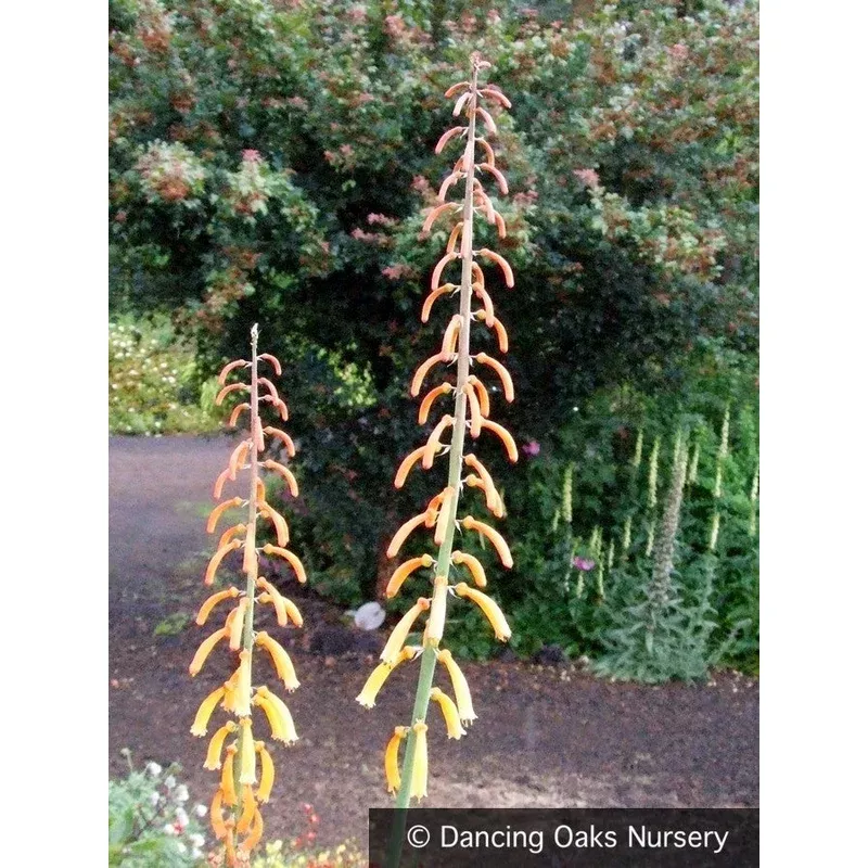 kniphofia-thomsonii Kniphofia thomsonii