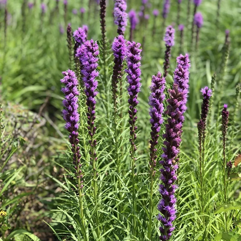kobold-blazing-star-liatris ‘Kobold’ Blazing Star (Liatris)