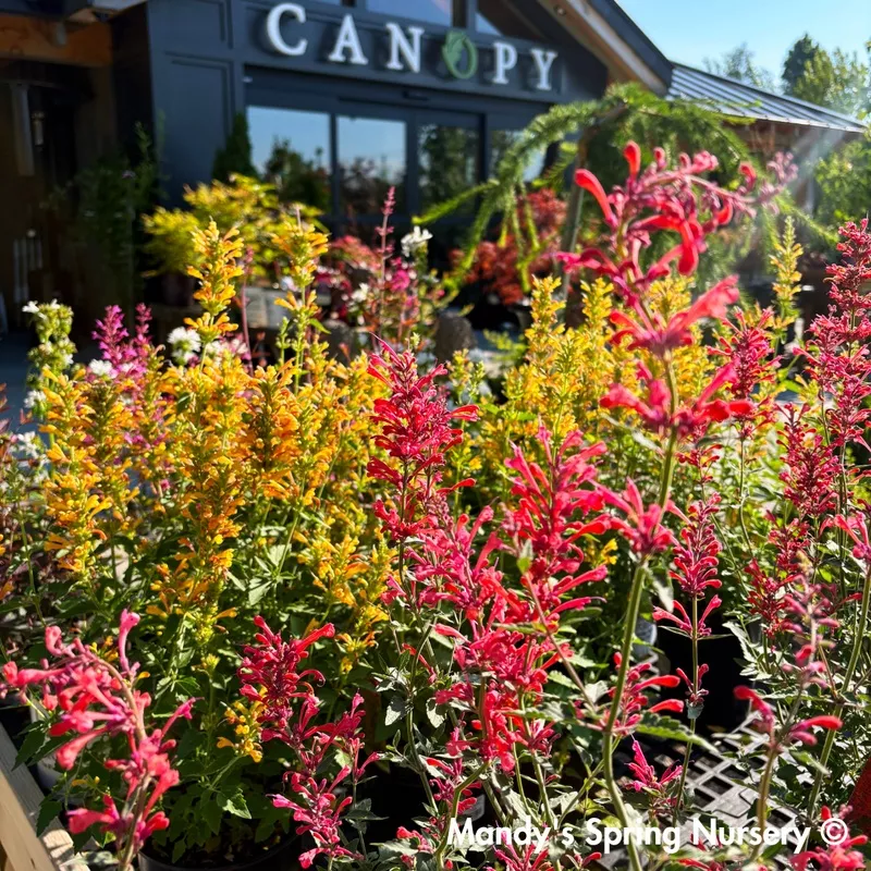 kudos-coral-hummingbird-mint-agastache ‘Kudos Coral’ Hummingbird Mint | Agastache