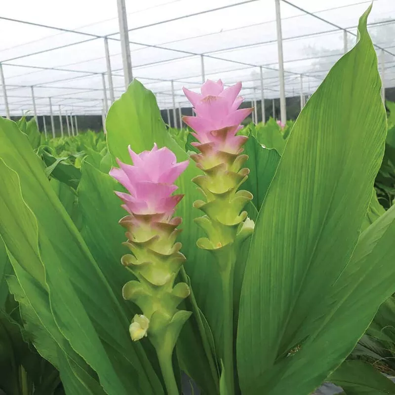 laddawan-ornamental-turmeric-bulbs ‘Laddawan’ Ornamental Turmeric Bulbs