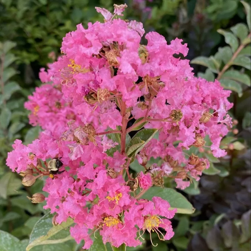 lagerstroemia-hopi-3 Lagerstroemia Hopi #3