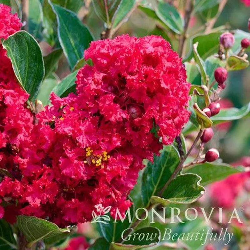 lagerstroemia-x-piilag-b5-pp25476-monrovia-enduring-summer-red-crape-myrtle Lagerstroemia x ‘PIILAG B5’ PP25476 ~ Monrovia Enduring Summer Red Crape Myrtle