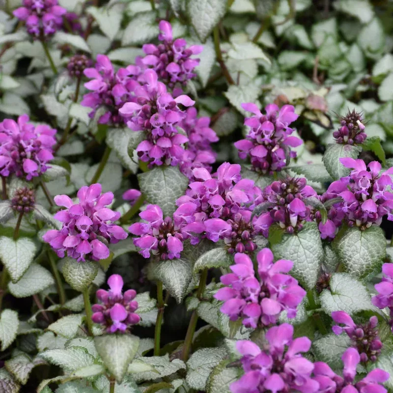 lamium-maculatum-purple-dragon LAMIUM MACULATUM PURPLE DRAGON