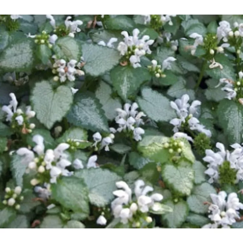 lamium-white-nancy-1-qt Lamium White Nancy 1 qt