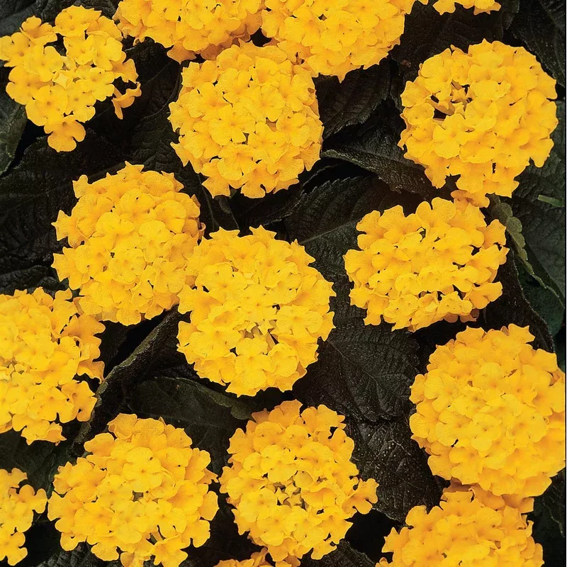lantana-camara-balucimyel-lucky-yellow-lantana Lantana camara ‘Balucimyel’ ~ Lucky Yellow Lantana