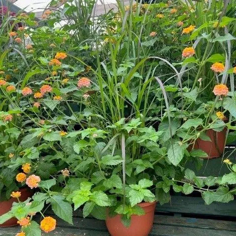 lantana-grass-combo ~ Lantana & Grass Combo