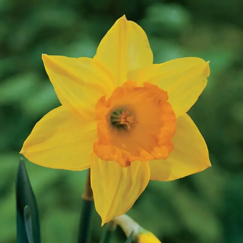 large-cupped-daffodil-fortune Large Cupped Daffodil Fortune