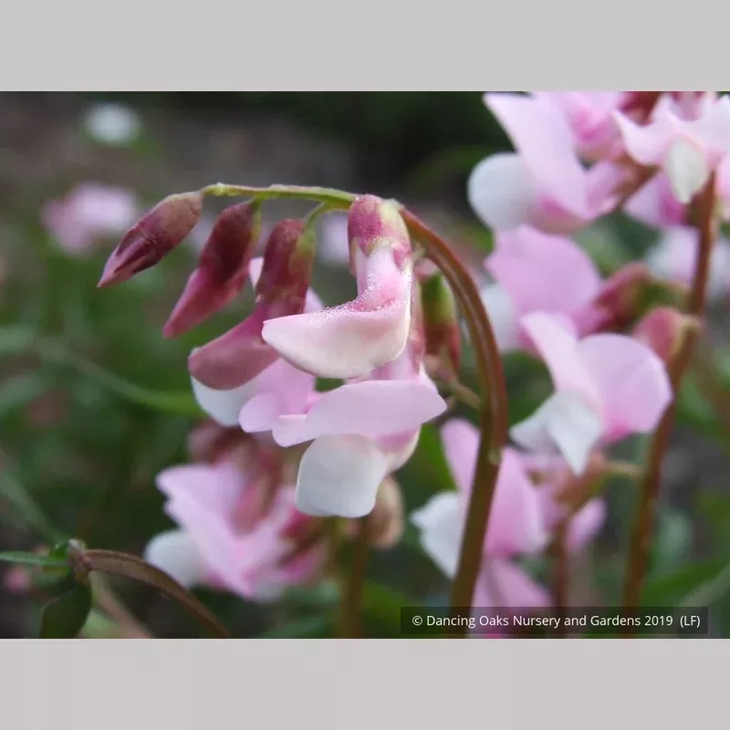 lathyrus-vernus-alboroseus-spring-vetchling Lathyrus vernus ‘Alboroseus’ Spring Vetchling