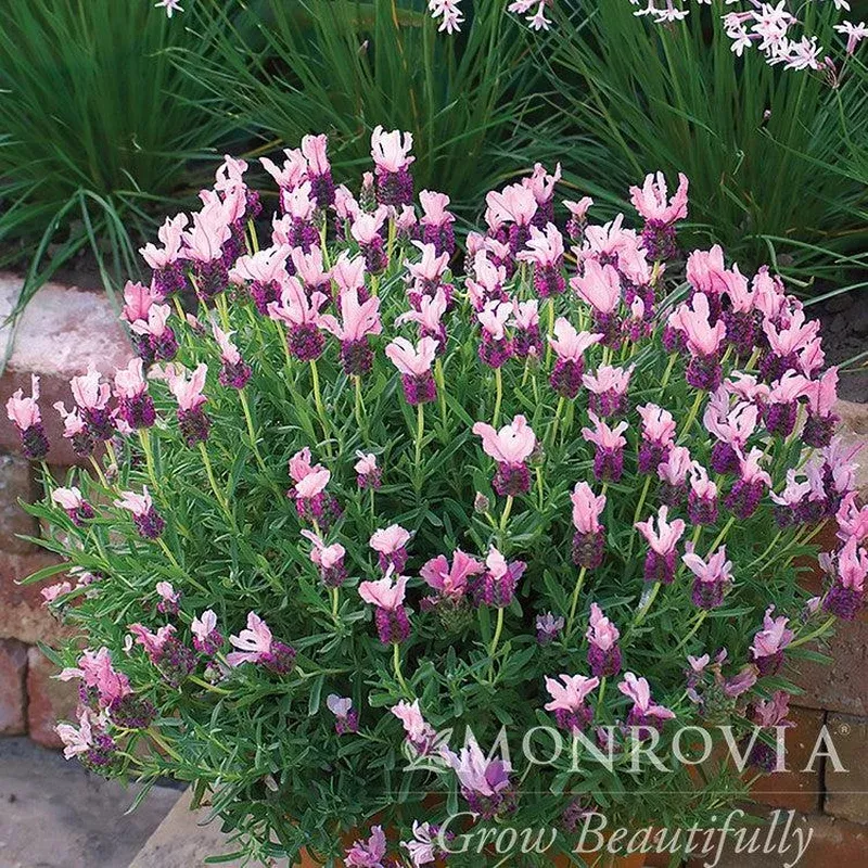 lavandula-stoechas-bentley-monrovia-with-love-spanish-lavender Lavandula stoechas ‘Bentley’ ~ Monrovia With Love Spanish Lavender