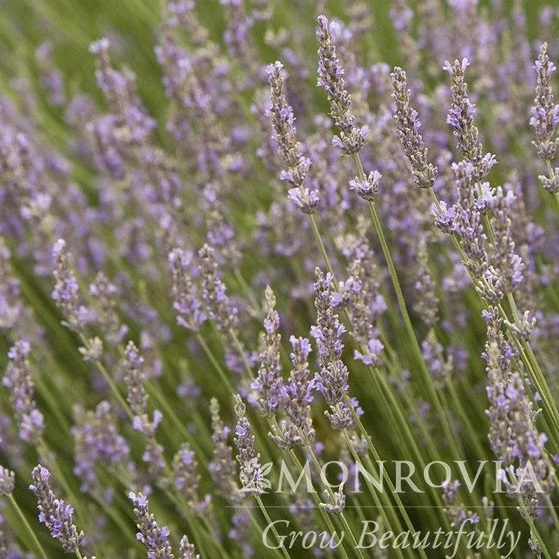 lavandula-x-intermedia-provence-monrovia-provence-lavender Lavandula x intermedia ‘Provence’ ~ Monrovia Provence Lavender
