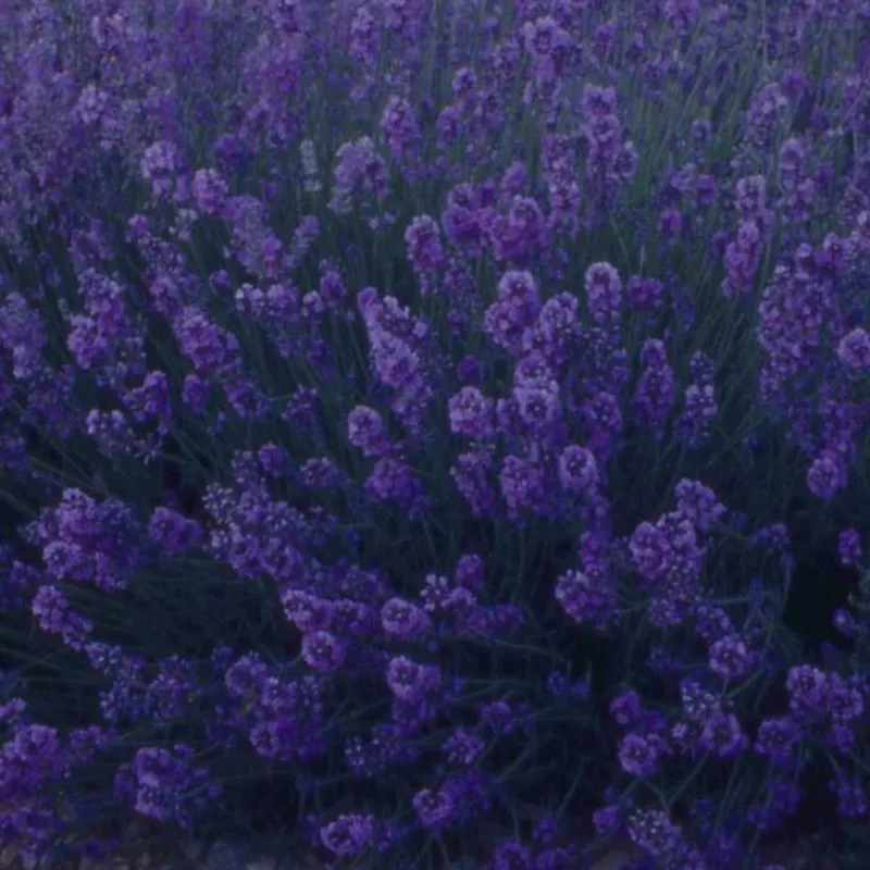 lavender-dark-blue-2l-pot Lavender Dark Blue | 2L Pot