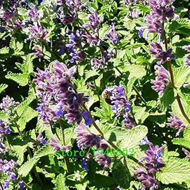 lavender-mint-seeds-easy-planting Lavender Mint Seeds for Easy Planting