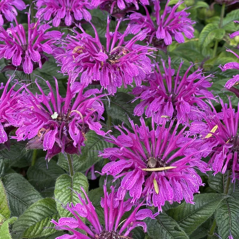 leading-lady-plum-bee-balm-monarda ‘Leading Lady Plum’ Bee Balm (Monarda)