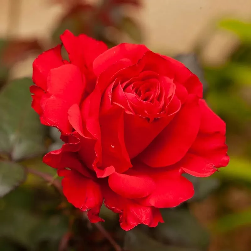 legends-hybrid-tea-rose Legends Hybrid Tea Rose