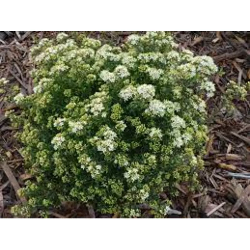 leionema-green-screen-14cm-pot LEIONEMA GREEN SCREEN 14CM POT